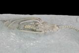 Crinoid (Macrocrinus) Fossil - Crawfordsville, Indiana #87979-4